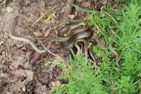 Anguis fragilis