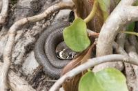 Natrix helvetica