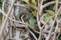 Lacerta bilineata