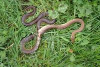 Zamenis longissimus