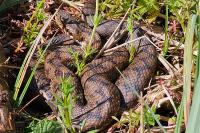 Vipera aspis