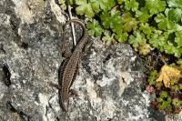 Podarcis muralis