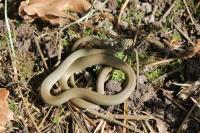 Hierophis viridiflavus