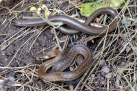 Zamenis longissimus