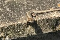 Podarcis muralis