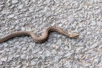 Vipera aspis