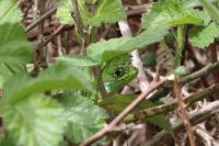 Lacerta bilineata