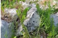 Lacerta bilineata