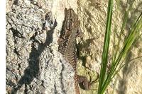 Podarcis muralis