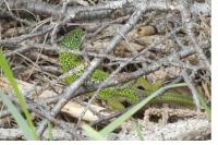 Lacerta bilineata