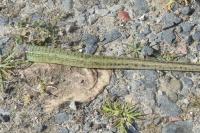 Lacerta bilineata