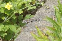 Podarcis muralis