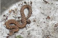 Vipera aspis
