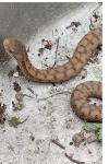Vipera aspis
