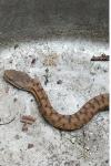 Vipera aspis