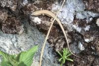 Podarcis muralis