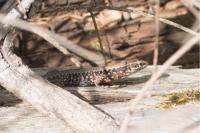 Podarcis muralis