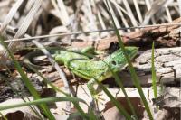 Lacerta bilineata