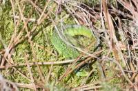 Lacerta bilineata