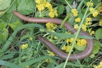 Anguis fragilis