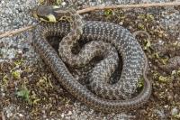 Zamenis longissimus
