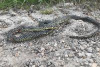 Hierophis viridiflavus