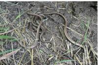 Anguis fragilis