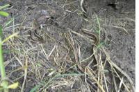 Anguis fragilis
