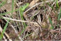 Lacerta agilis