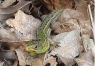 Lacerta bilineata