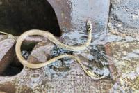 Hierophis viridiflavus