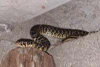 Hierophis viridiflavus