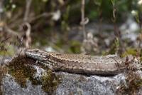 Podarcis muralis