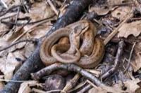 Coronella austriaca
