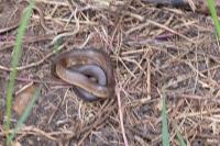 Zamenis longissimus