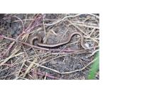 Anguis fragilis