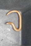 Anguis fragilis
