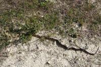 Zamenis longissimus