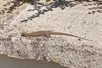 Podarcis muralis