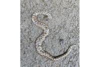 Vipera aspis