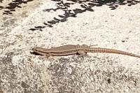 Podarcis muralis