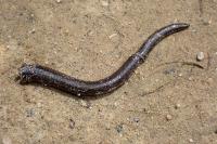 Anguis fragilis