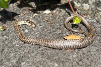 Zamenis longissimus