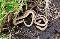 Anguis fragilis