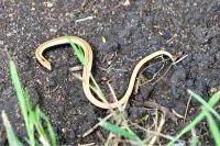 Anguis fragilis
