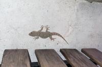 Tarentola mauritanica