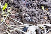 Zamenis longissimus