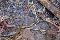 Zamenis longissimus