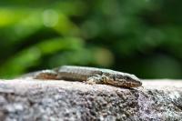 Podarcis muralis