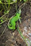 Lacerta bilineata